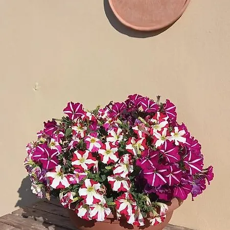 Gli Acquerelli *